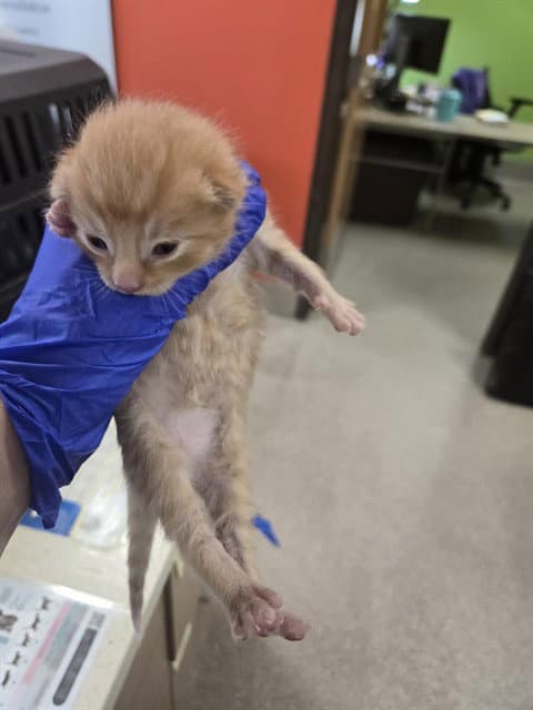 Mike - Domestic Short Hair