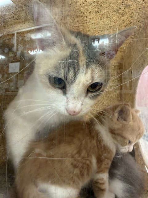Carol - Domestic Short Hair