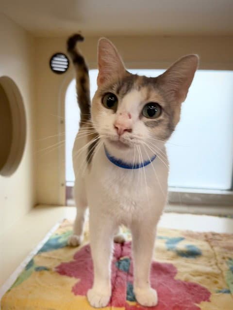 Carol - Domestic Short Hair