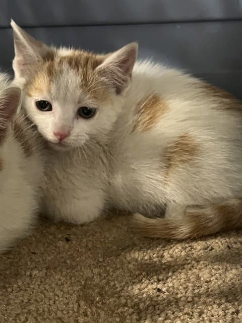 Sneezy - Domestic Short Hair