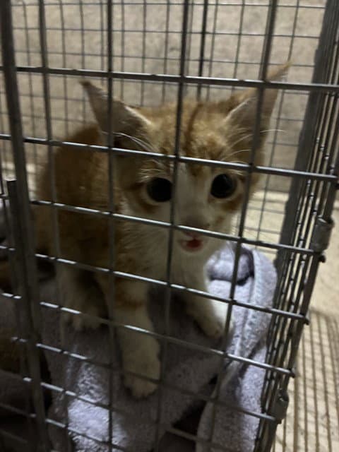 Woody - Domestic Short Hair