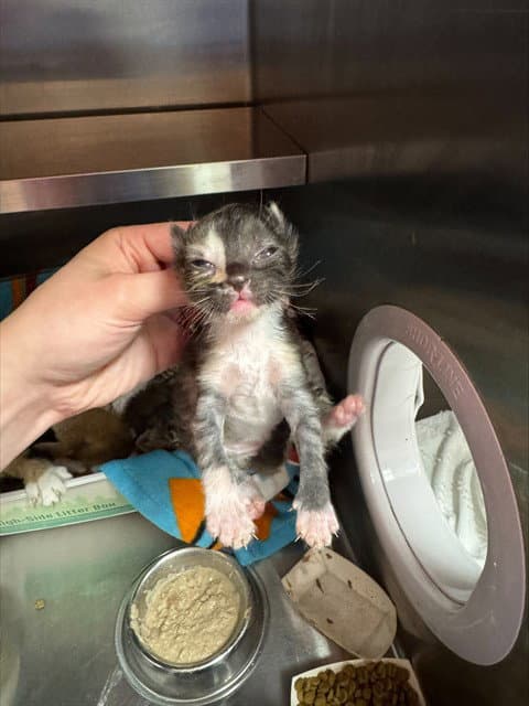Fern - Domestic Short Hair