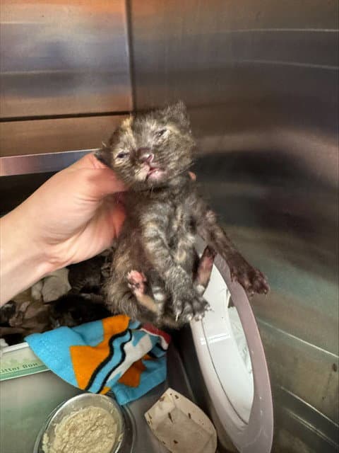 Applegate - Domestic Short Hair