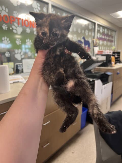Squeaks - Domestic Short Hair