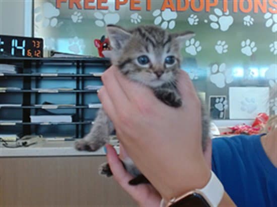 Darrin - Domestic Short Hair