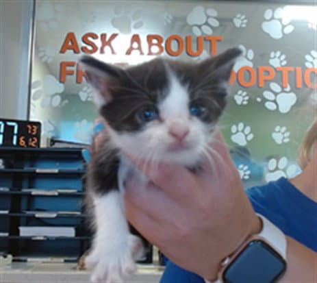 Ladybug - Domestic Short Hair