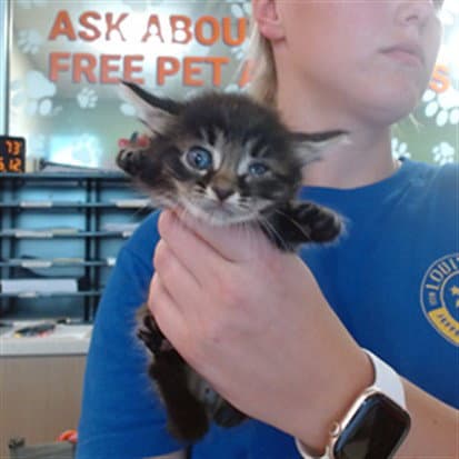 Bumblebee - Domestic Short Hair