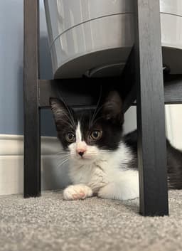 Oreo image 1