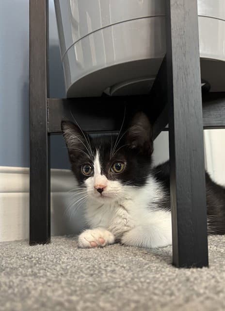 Oreo - Domestic Short Hair
