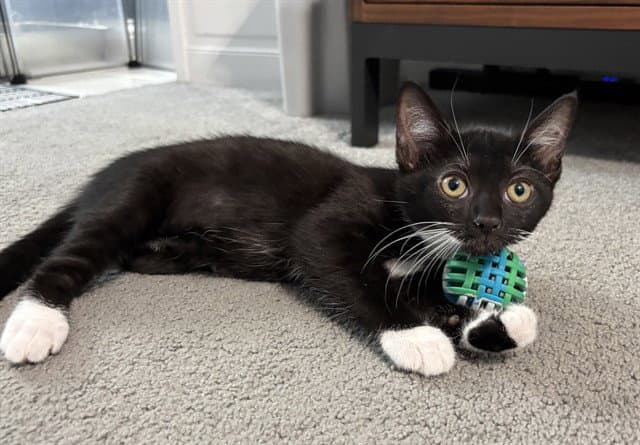 Pepper - Domestic Short Hair