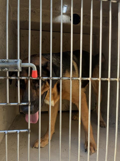 Rosebud - German Shepherd Dog