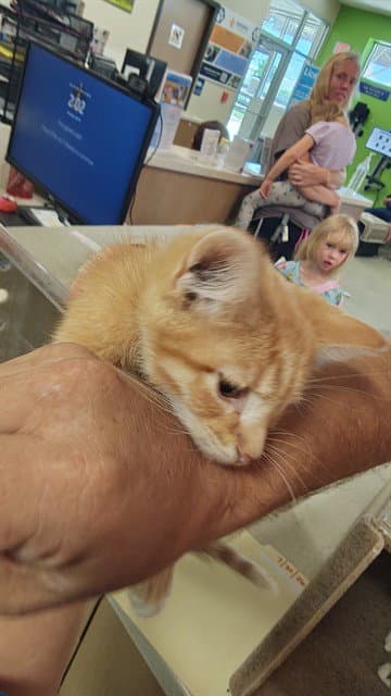 Unknown - Domestic Short Hair
