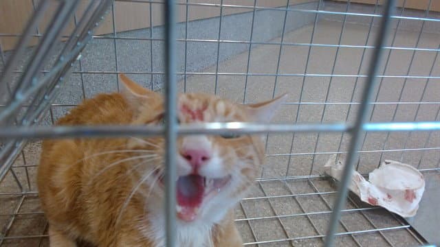 Unknown - Domestic Short Hair