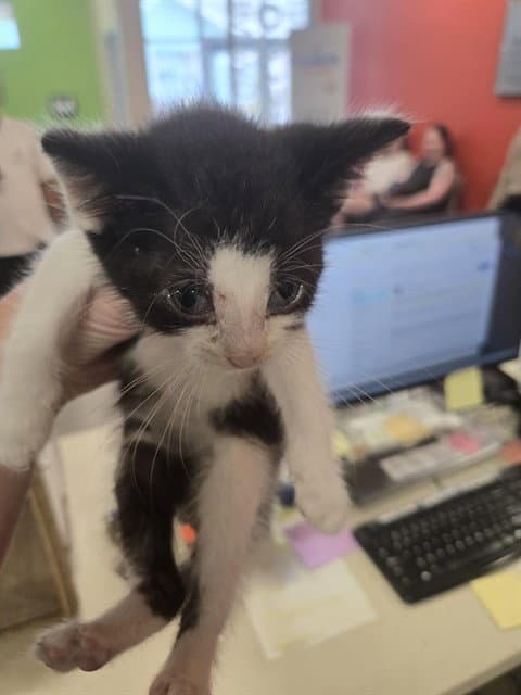 Apollo - Domestic Short Hair
