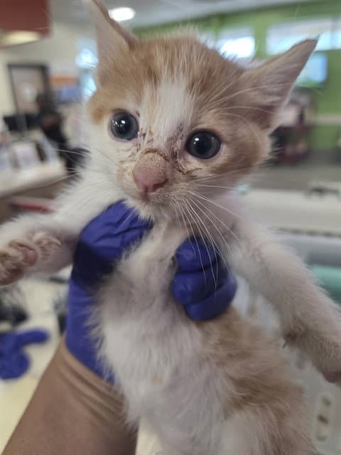 Sunkist - Domestic Short Hair