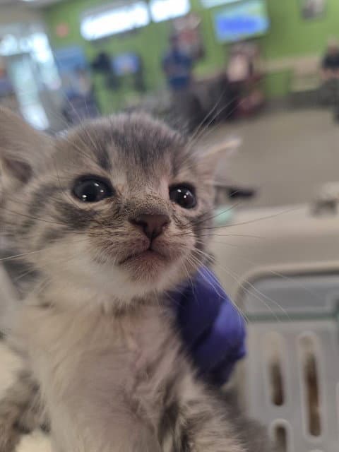 Sprite - Domestic Short Hair