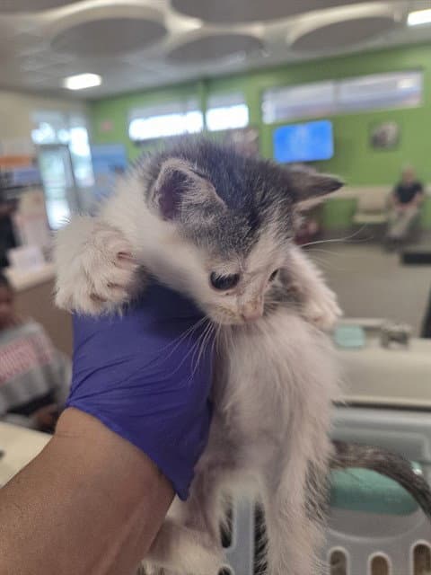 Starry - Domestic Short Hair