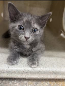 Brownie Jr image 1