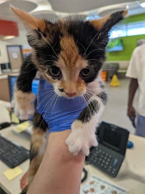 Hickory - Domestic Short Hair