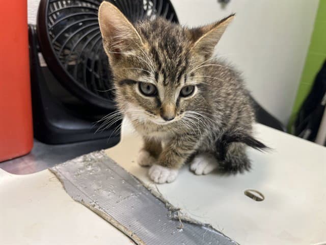 Cinnamon Donut - Domestic Short Hair