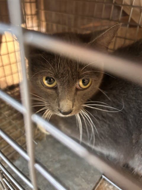 Unknown - Domestic Short Hair