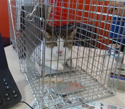 Unknown - Domestic Short Hair