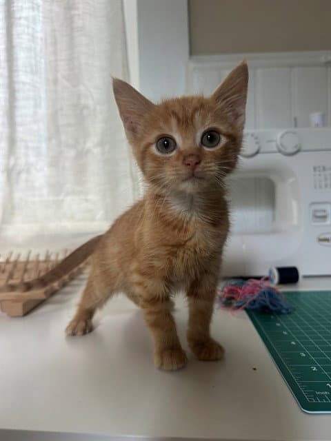 Willie - Domestic Short Hair