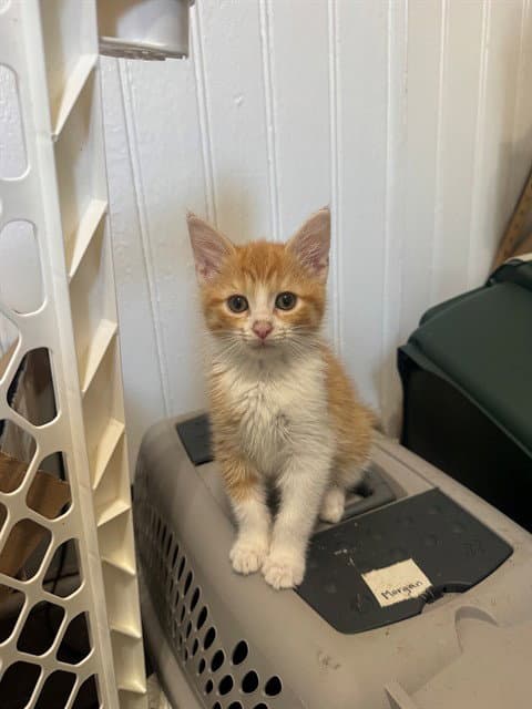 Reba - Domestic Short Hair