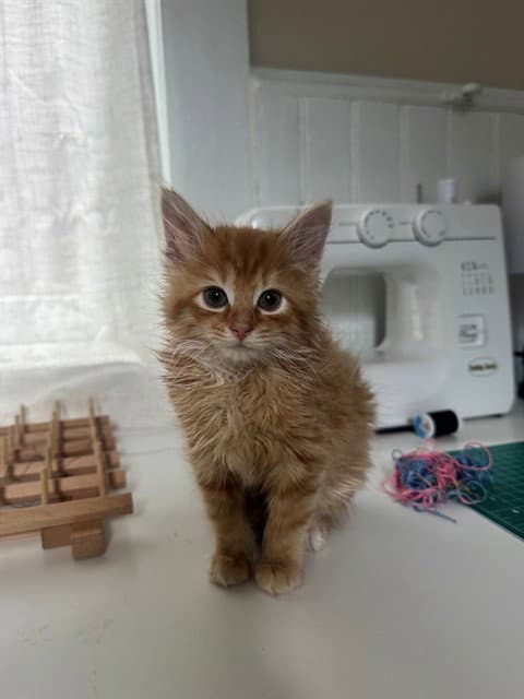 Kenny - Domestic Short Hair