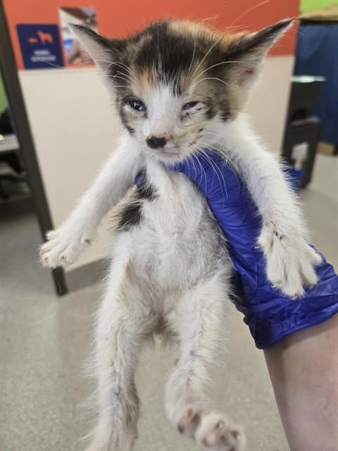 Cagney - Domestic Short Hair