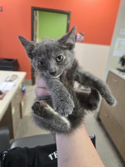 Lacey - Domestic Short Hair