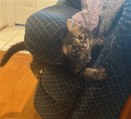 Wolfie Puff - Domestic Short Hair