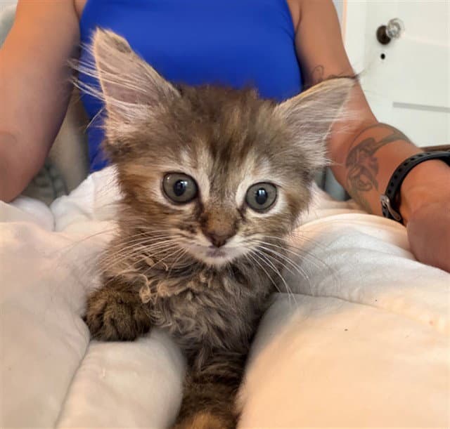 Miko - Domestic Medium Hair