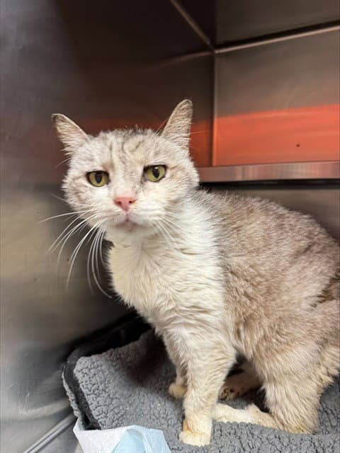 Tom Tom - Domestic Short Hair