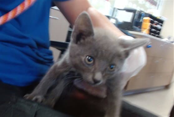 Pogo - Domestic Short Hair