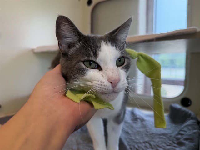 Roll - Domestic Short Hair