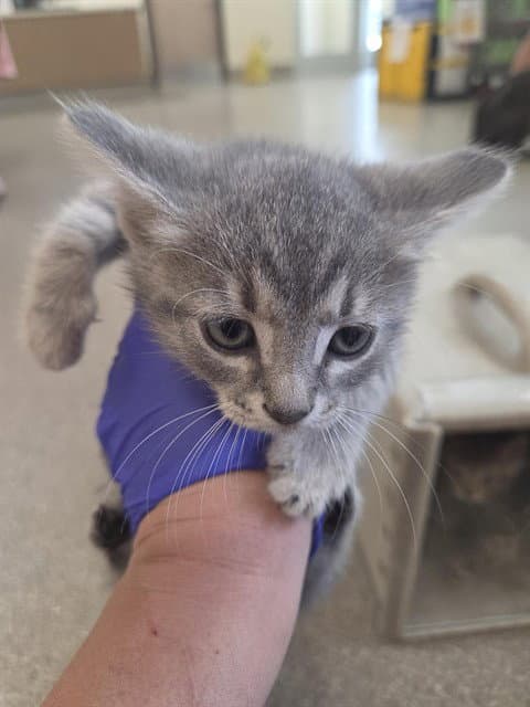 Extra - Domestic Short Hair