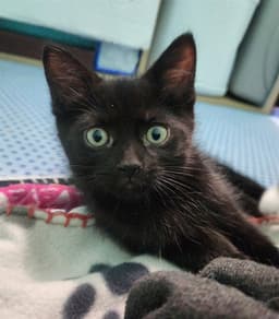 Buttercup image 1