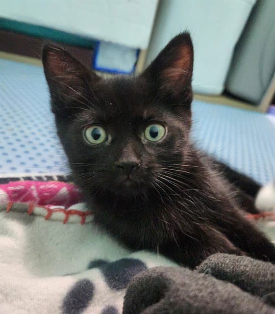 Buttercup - Domestic Short Hair