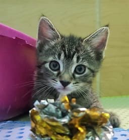 Littles Skittles image 1