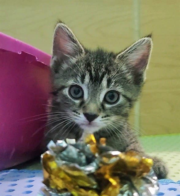 Littles Skittles - Domestic Short Hair
