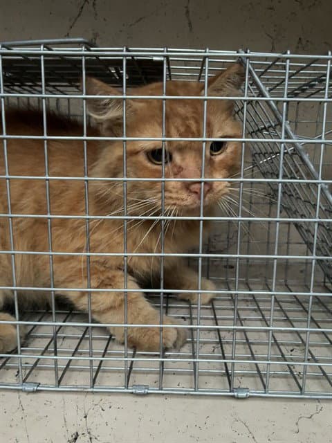 Unknown - Domestic Short Hair