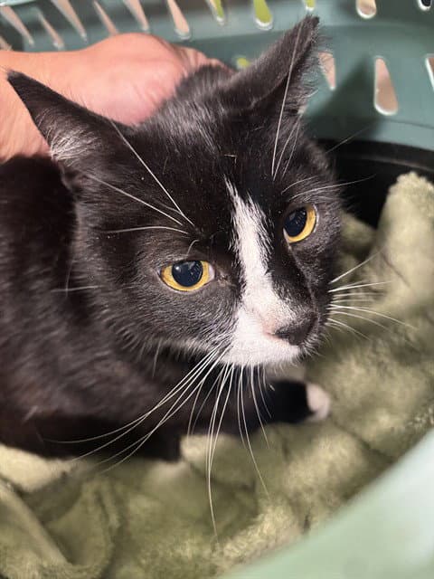 Trinity - Domestic Short Hair