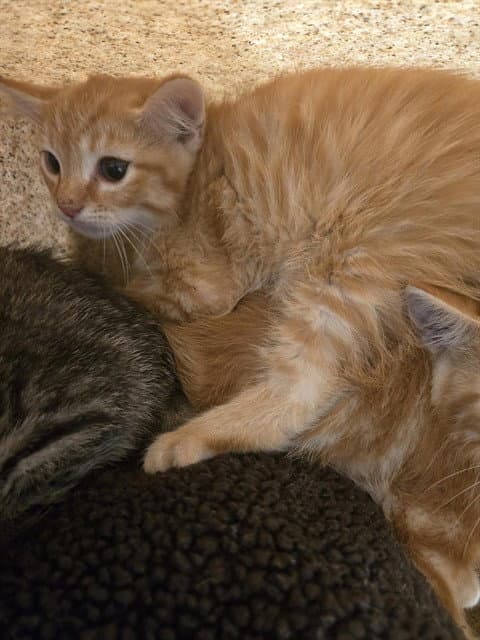 Baby Piglet - Domestic Short Hair