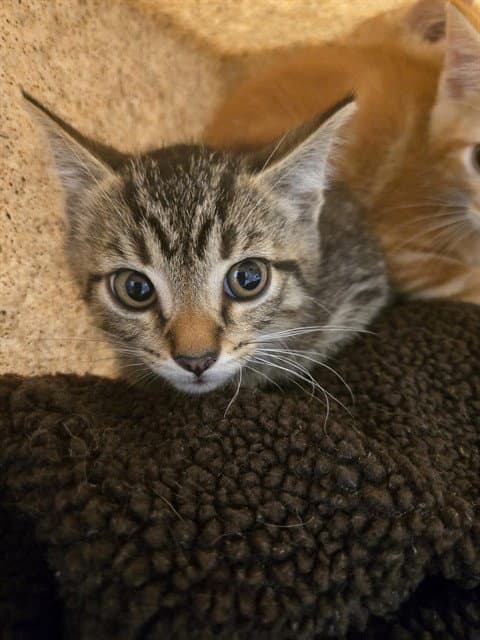Tigger - Domestic Short Hair