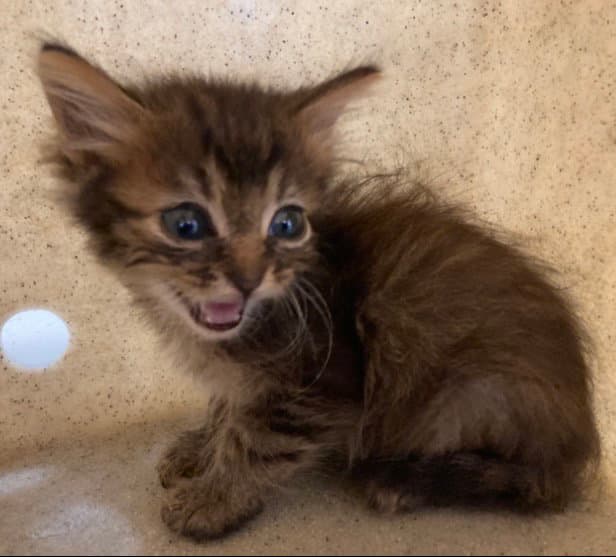 Lynx - Domestic Medium Hair