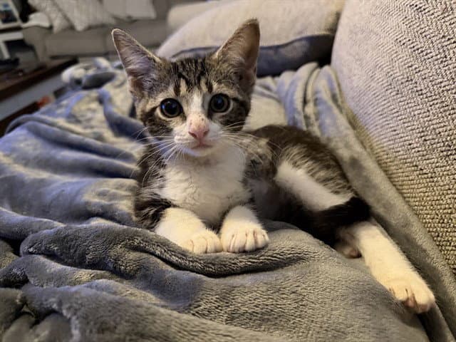 Tequila - Domestic Short Hair