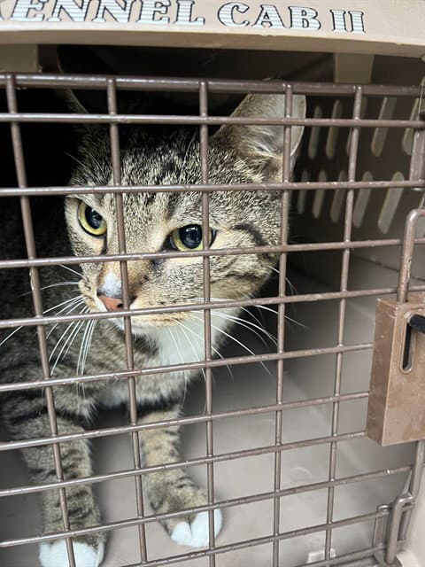 Unknown - Domestic Short Hair