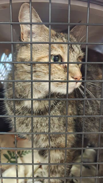 Unknown - Domestic Short Hair