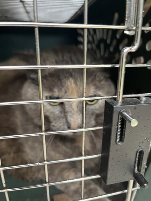 Juniper - Domestic Short Hair